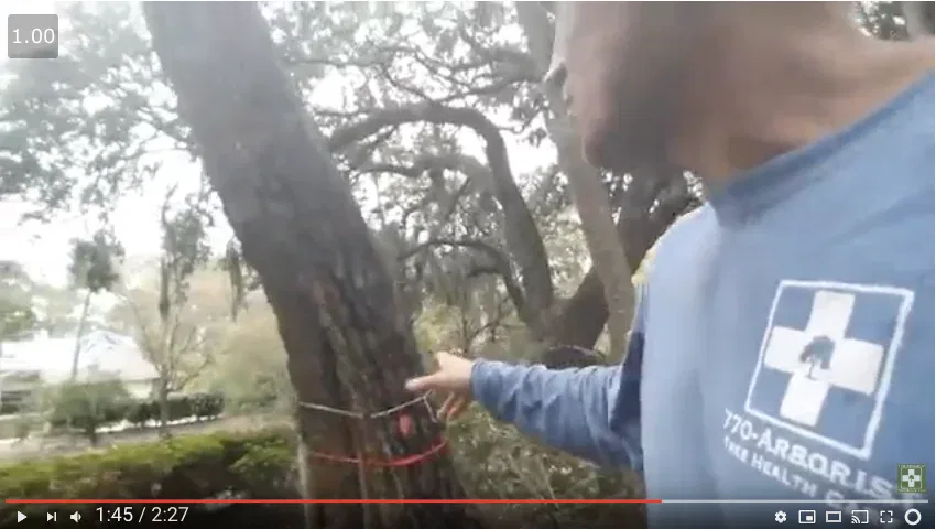 Which-tree-will-fall-first-during-a-storm-YouTube