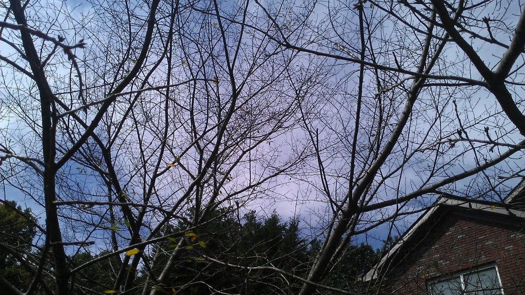 What are the Signs of a Sick Tree and How to Treat Them