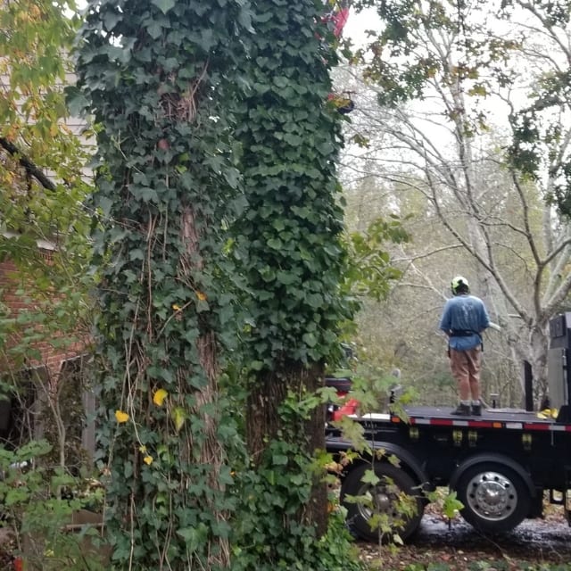 emergency tree service smyrna ga
