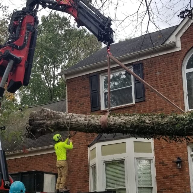 tree service in smyrna ga