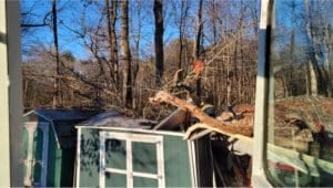 Storm Damage Tree Removal Services