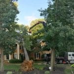 Is It Illegal to Cut Down Trees on Your Own Property in Georgia?