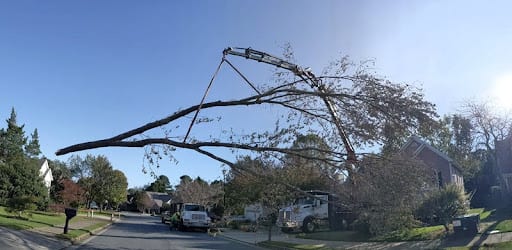 large tree removal service in Alpharetta, GA