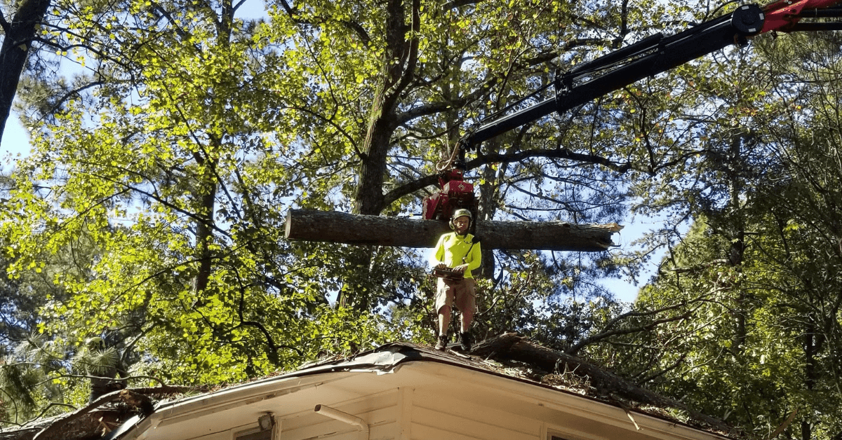 arborist near me in Atlanta and Canton GA