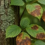 Close-up of a tree trunk with lichen, discolored leaves showing signs of disease, and a small mushroom growing at the base, indicating potential tree health issues
