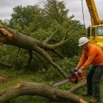 storm damaged trees emergency removal by 770 Arborist