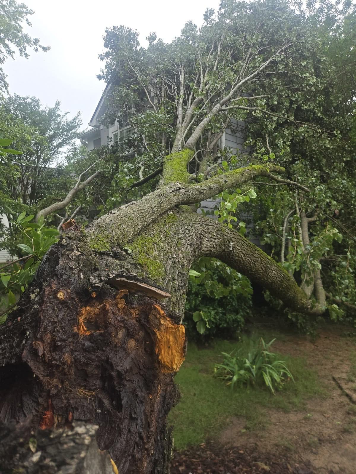 Close-up of a snapped tree trunk with torn heartwood arching onto a house in Acworth GA, June 2026