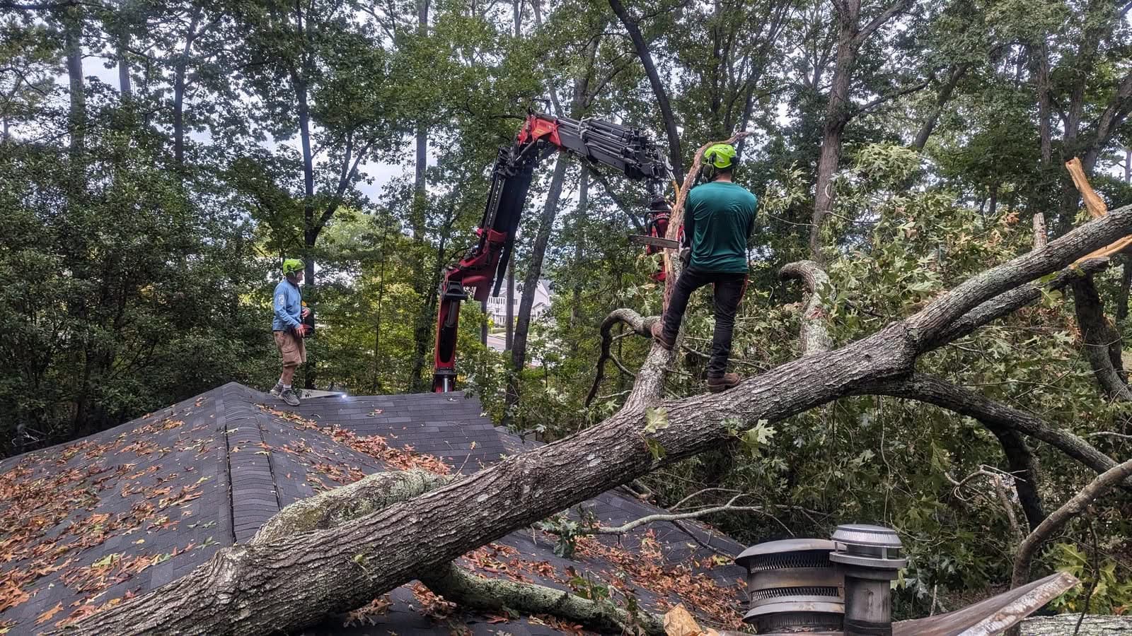 Climbers on an Alpharetta roof rigging a fallen oak trunk to the crane's grapple-saw head, September 2024