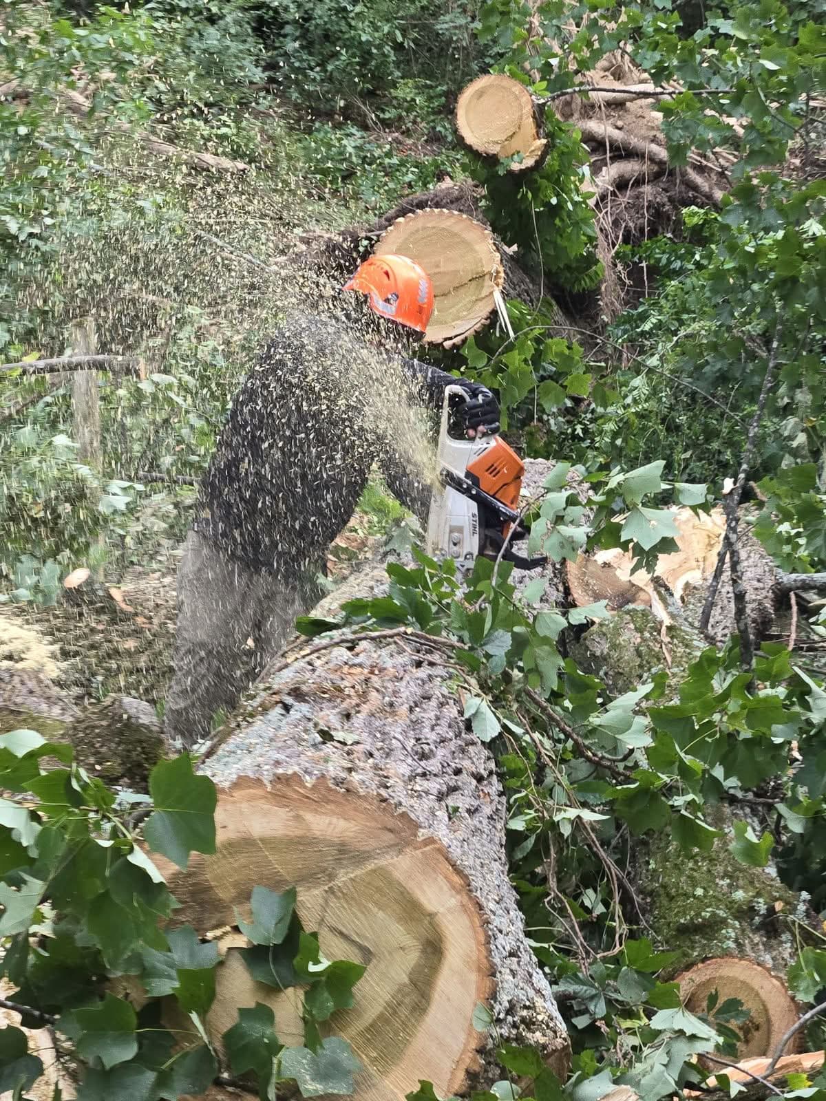 Helmeted sawyer bucking a fallen tree trunk with a chainsaw, wood chips flying