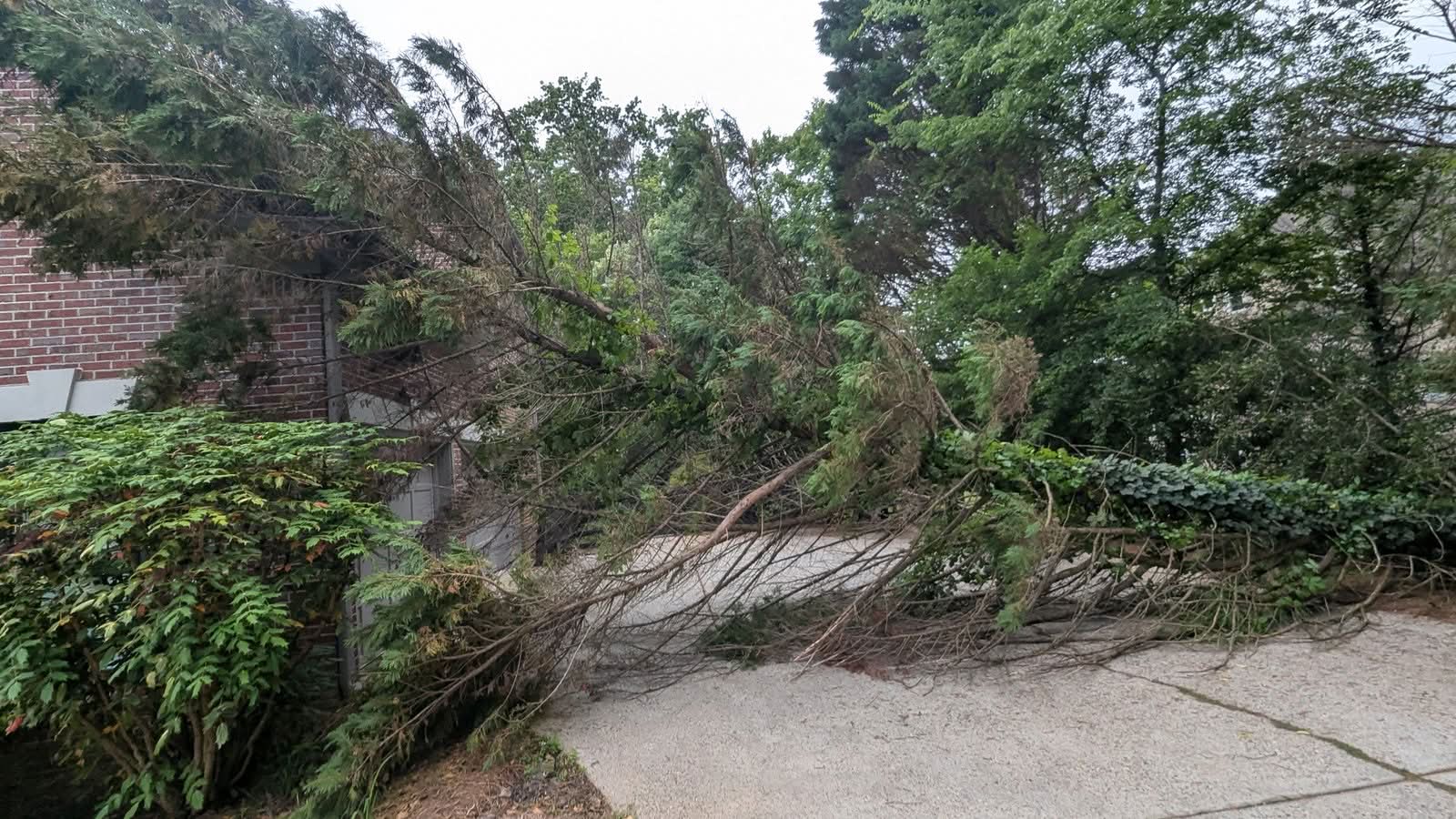 Storm-leaning cedars resting against a brick house wall before removal