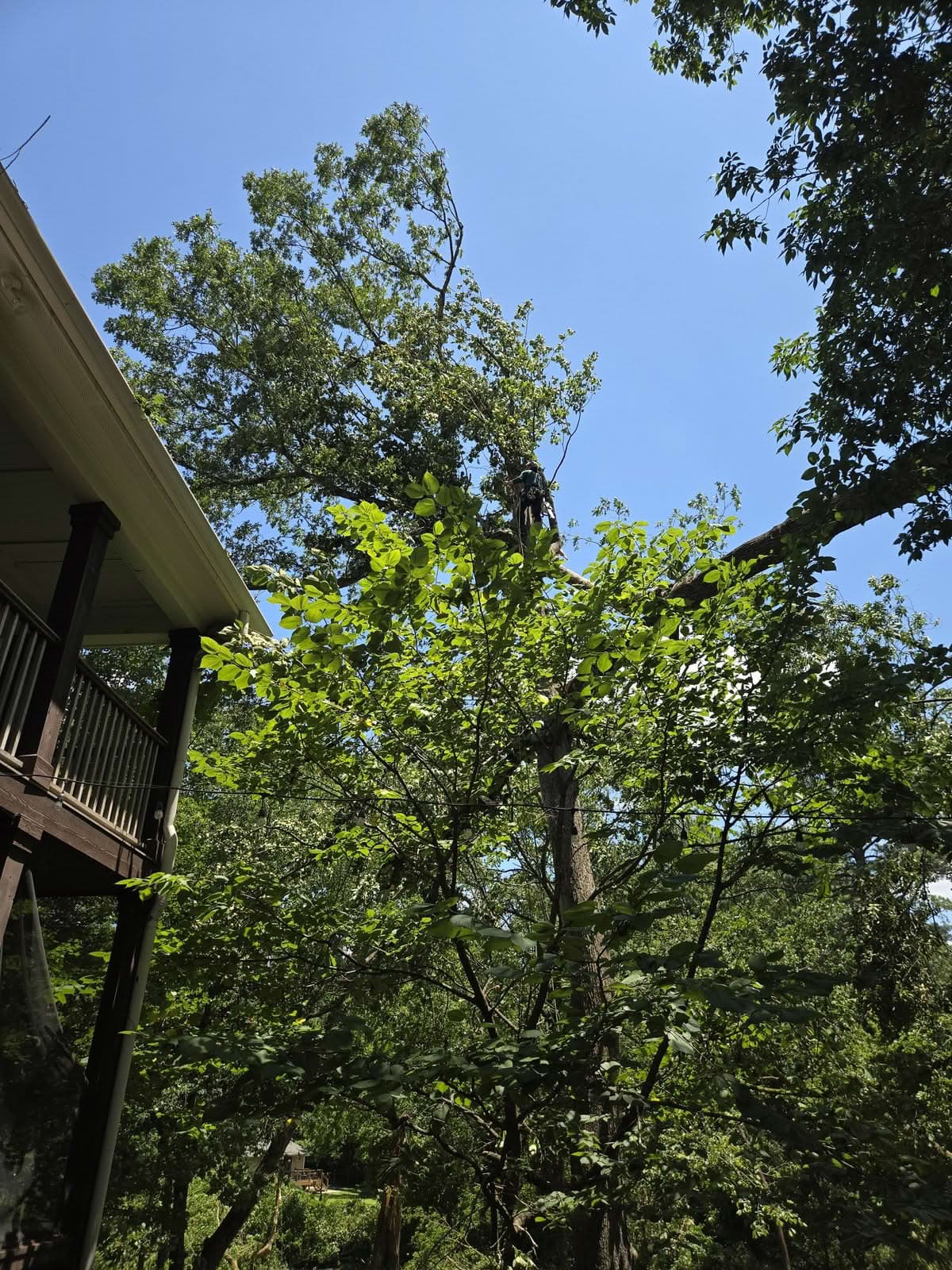 Climber working high in a hardwood tree canopy above a covered porch roofline
