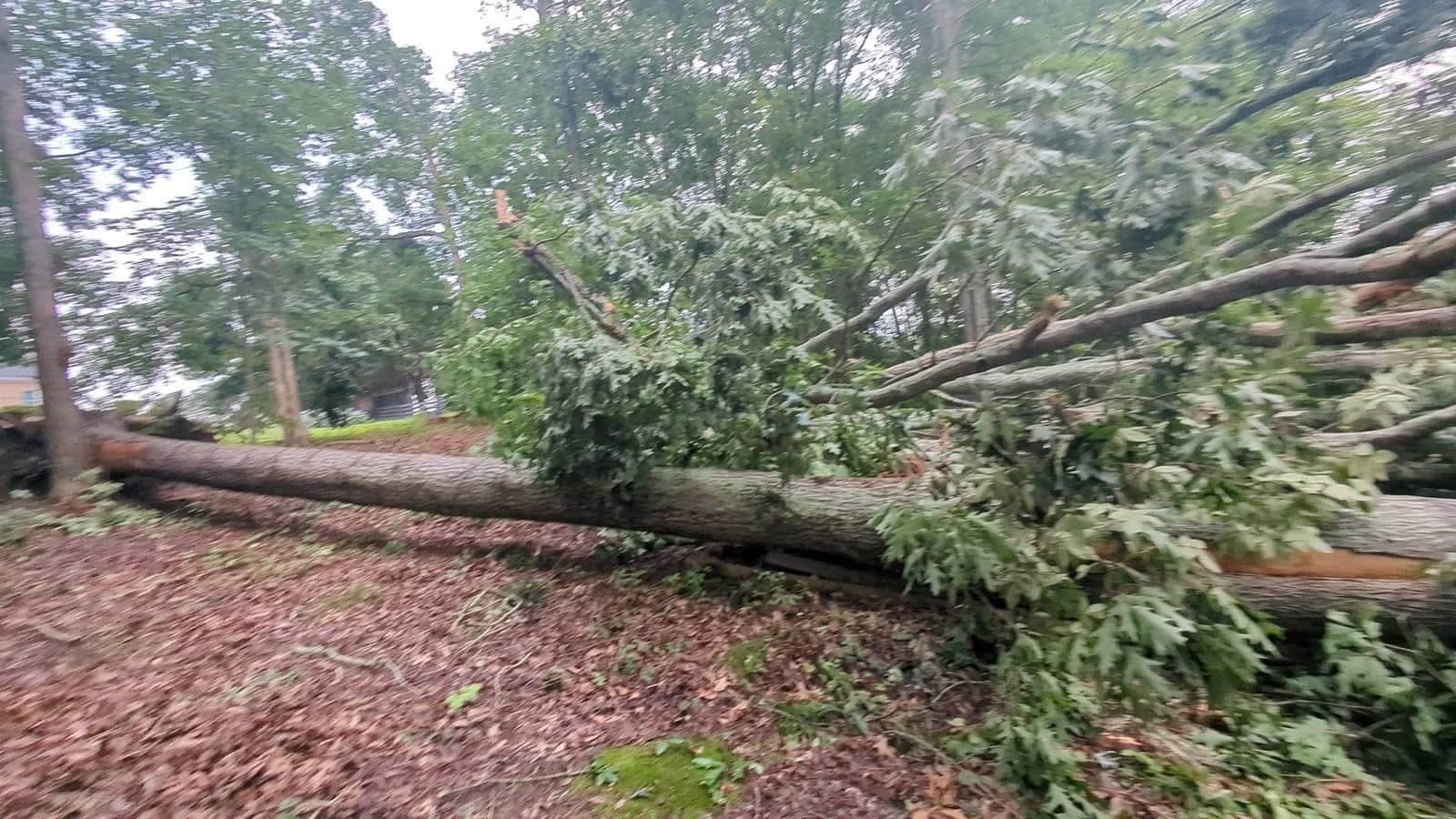 Downed oak with full canopy lying across a wooded yard in Cumming GA, June 2025