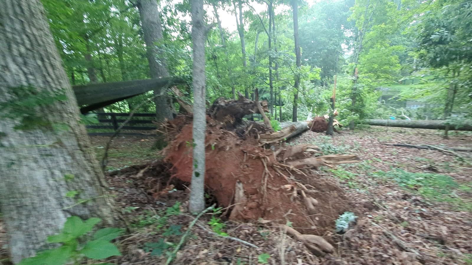 Uprooted tree root ball with red Georgia clay after a storm in Cumming GA, June 2025