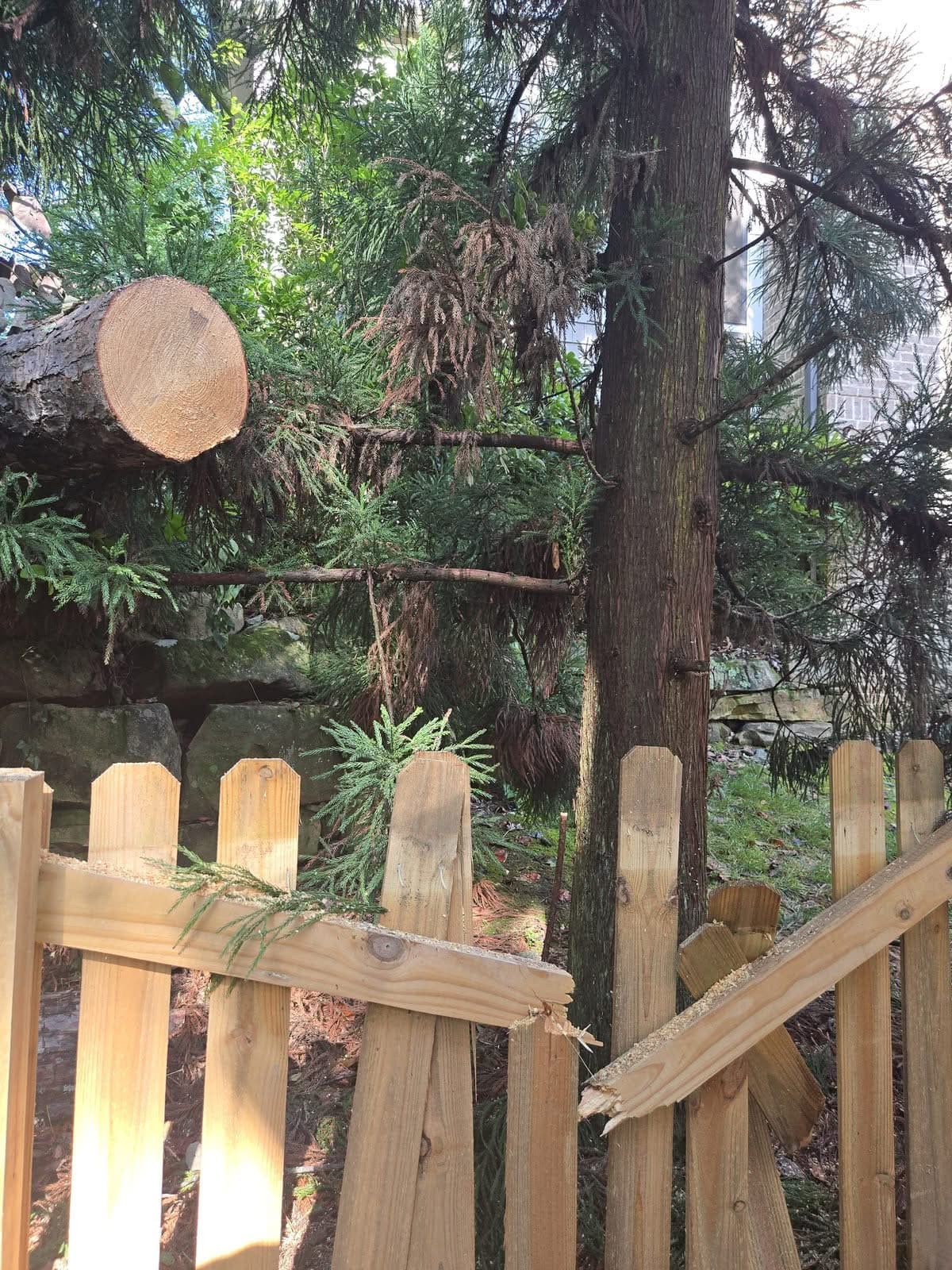 Snapped wooden fence pickets with a cut tree trunk lodged in the evergreen branches behind