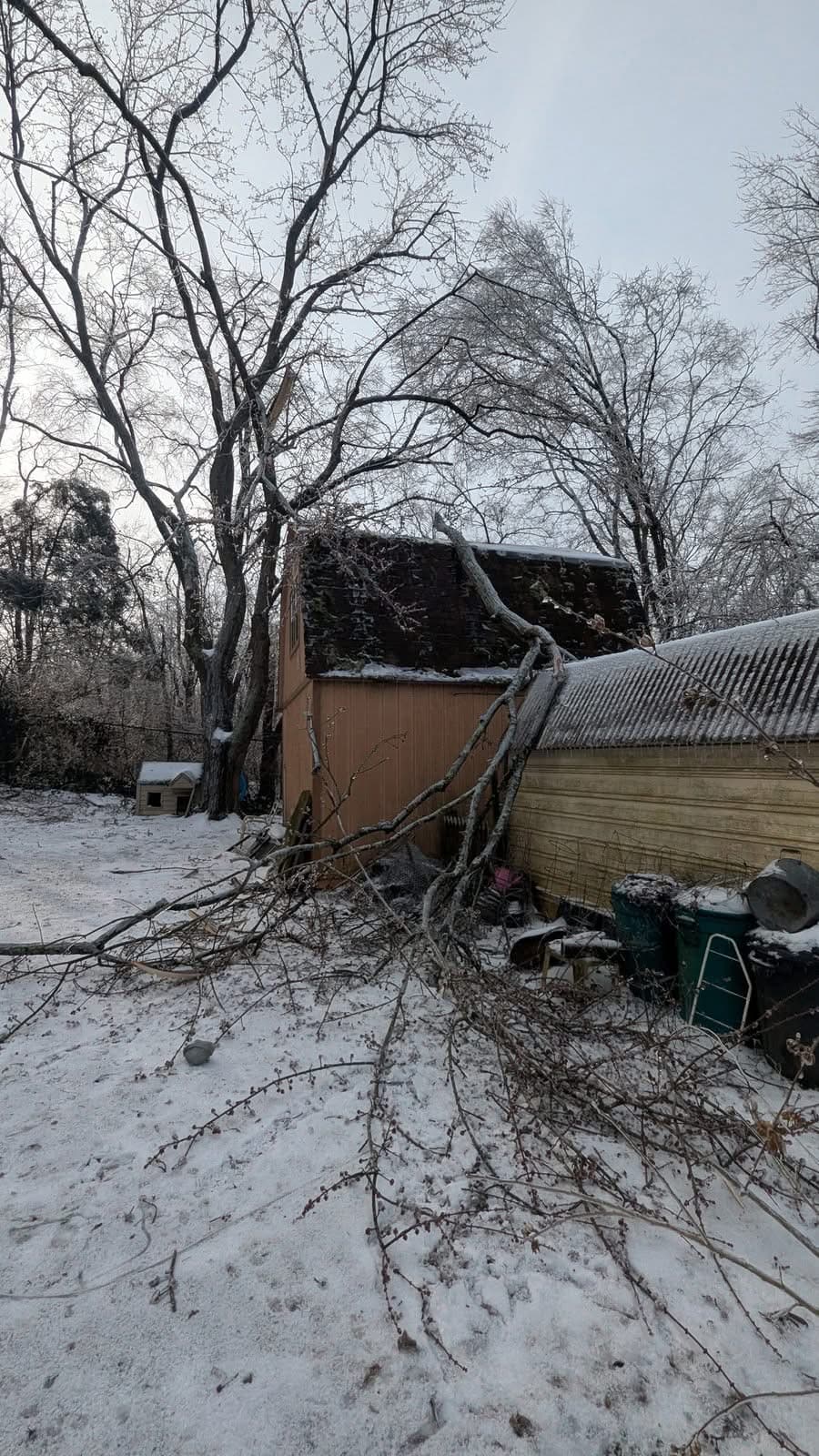 Fallen limb resting on the roofline of a backyard outbuilding, broken branches spread across snowy ground