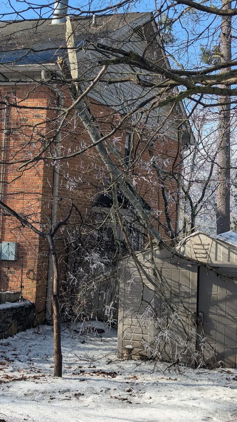 Ice-glazed limbs leaning against the corner of a brick house and draped over a backyard storage shed