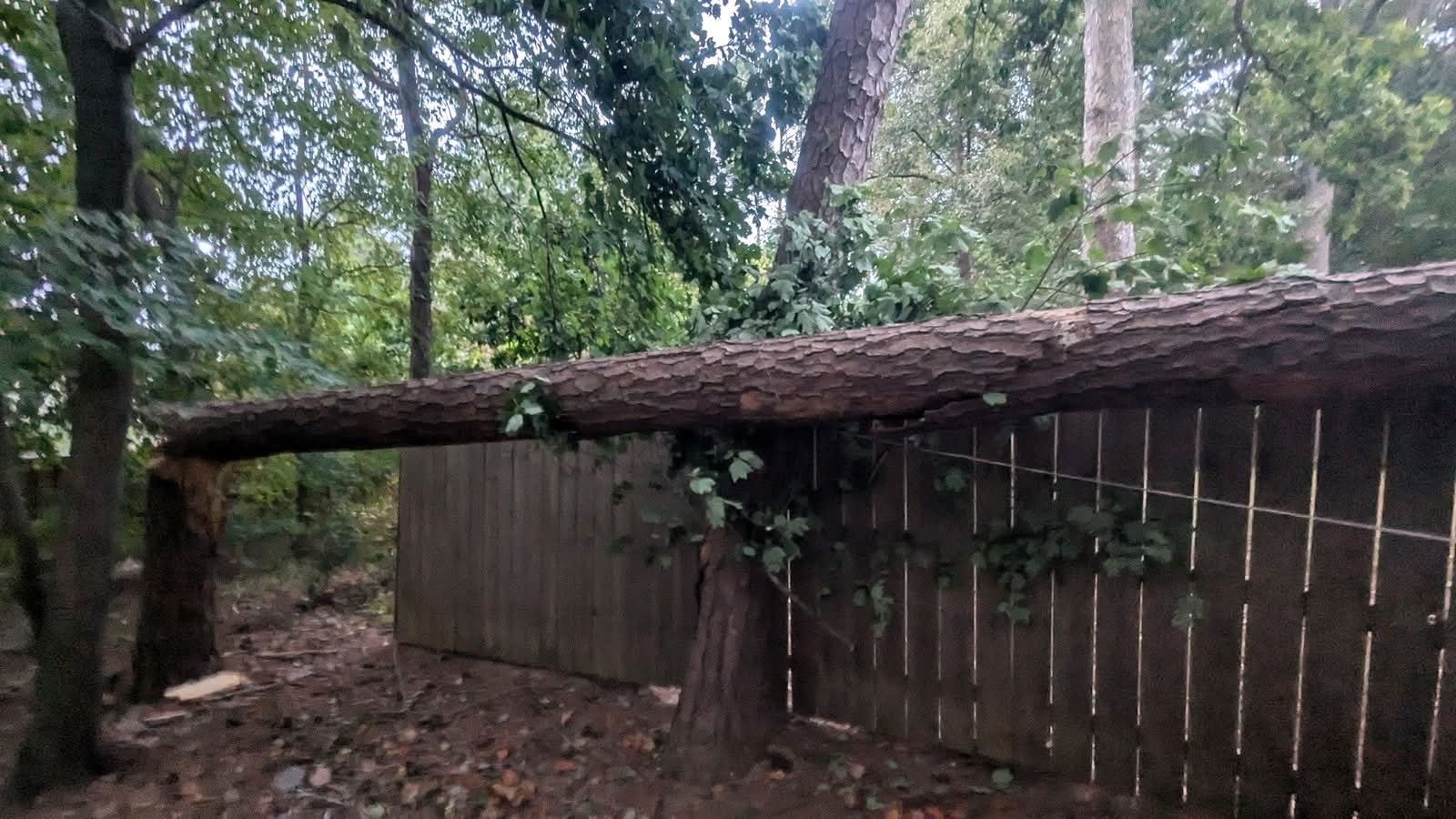 Snapped pine trunk lying across a privacy fence in Kennesaw GA, September 2024