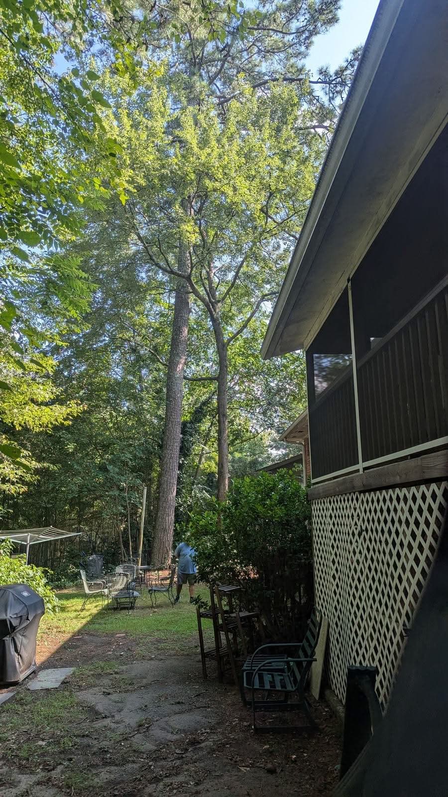 Arborist assessment of tall pines over a house in East Marietta GA, August 2025