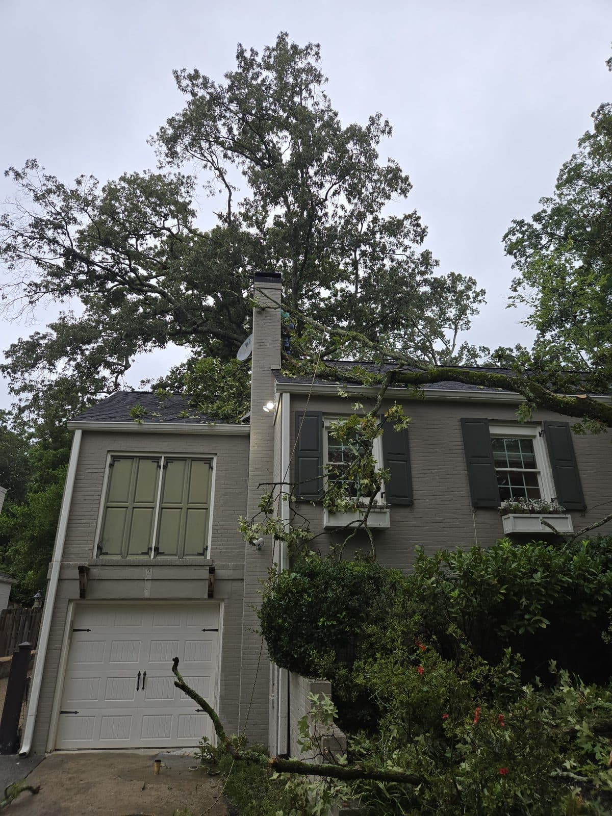 Oak crown resting over a house roof and chimney while a climber works above