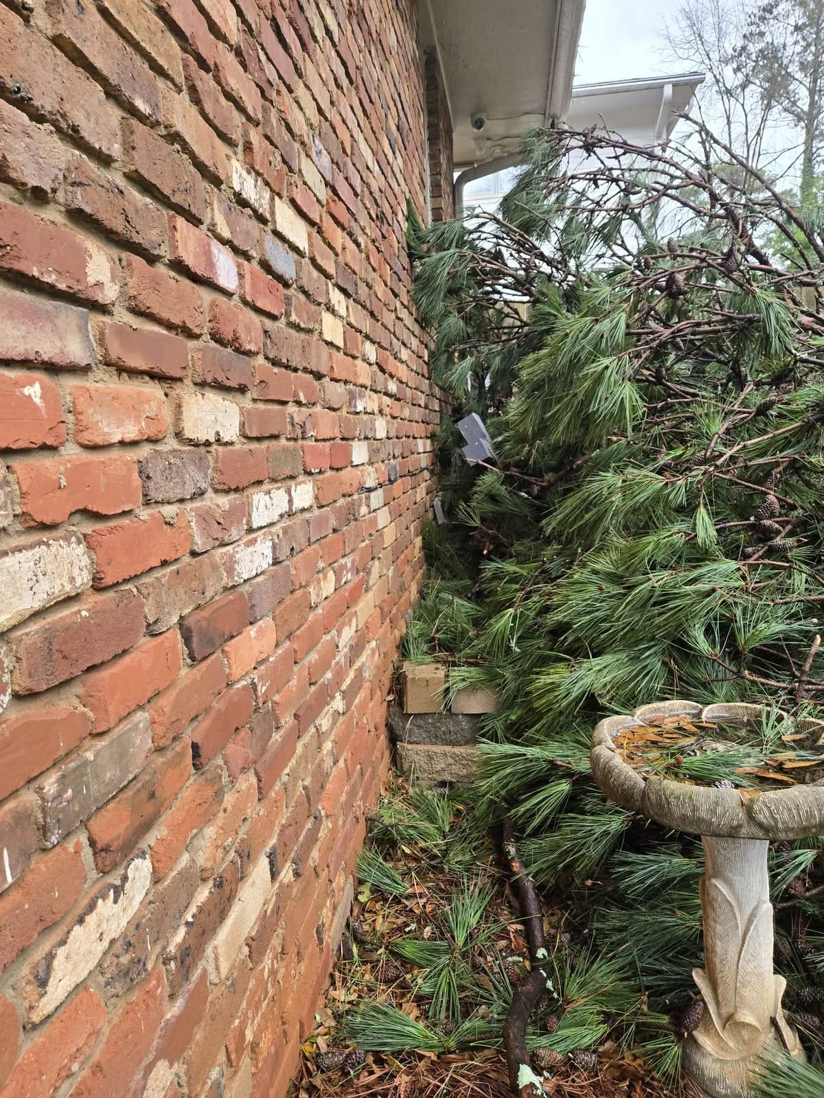 Fallen pine limbs pressed against a brick house wall beside a birdbath
