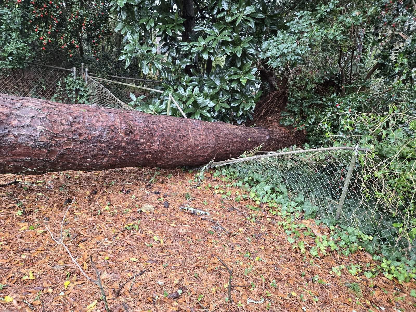 Fallen pine trunk lying over a flattened chain-link fence