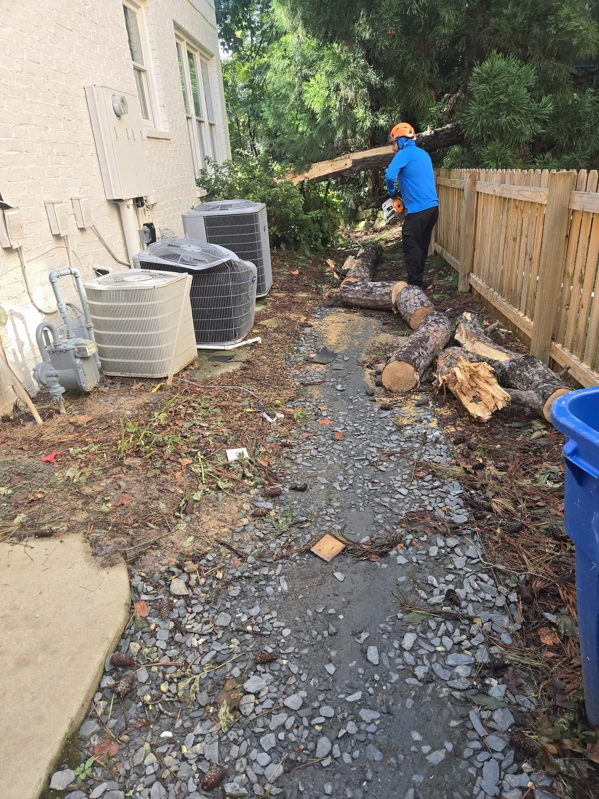 Crew member with a chainsaw sectioning a fallen pine trunk along a wooden fence