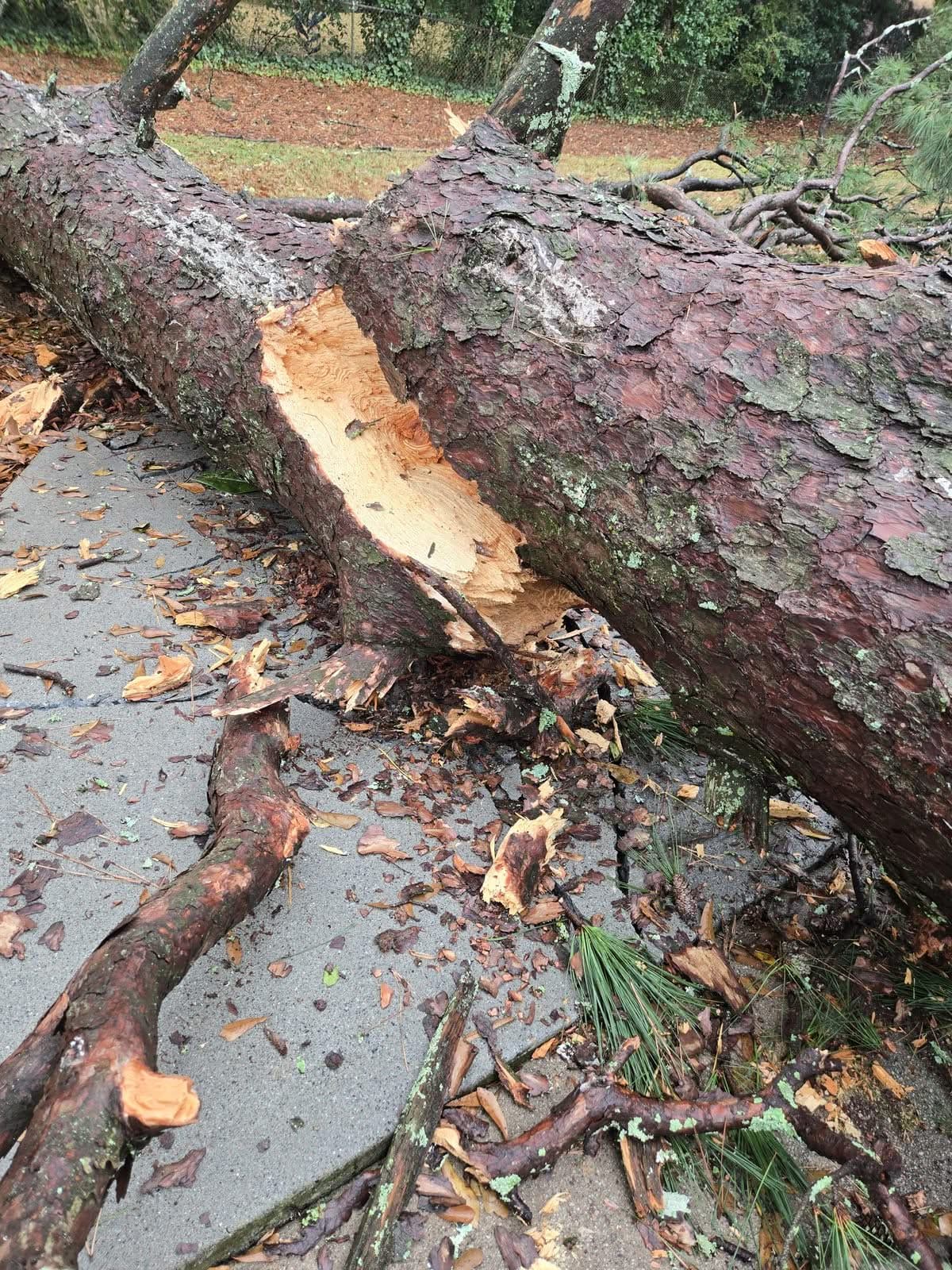 Fallen pine trunk with shattered limbs lying across a concrete walkway