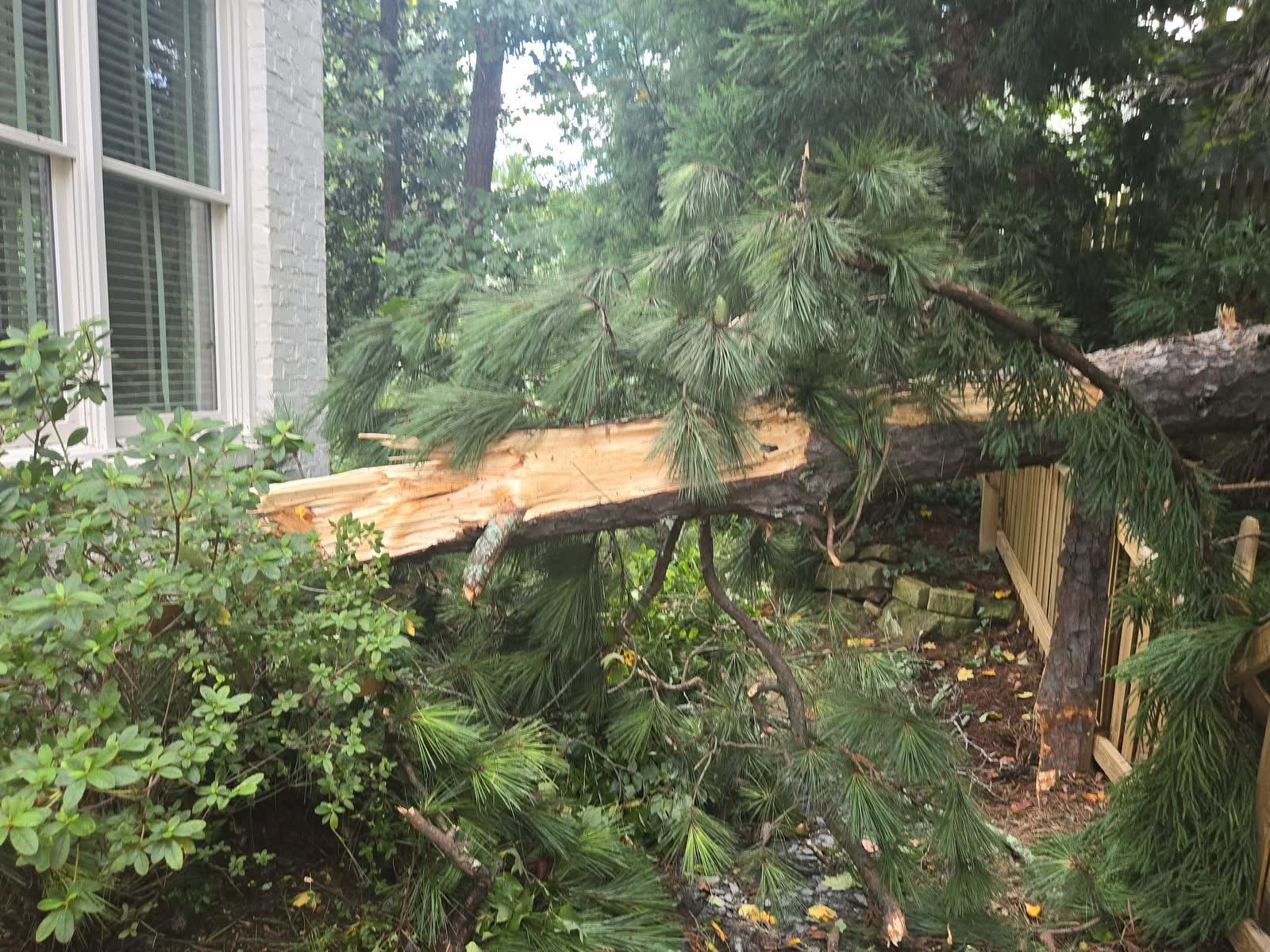 Pine snapped mid-trunk, down beside a house along the wooden fence line