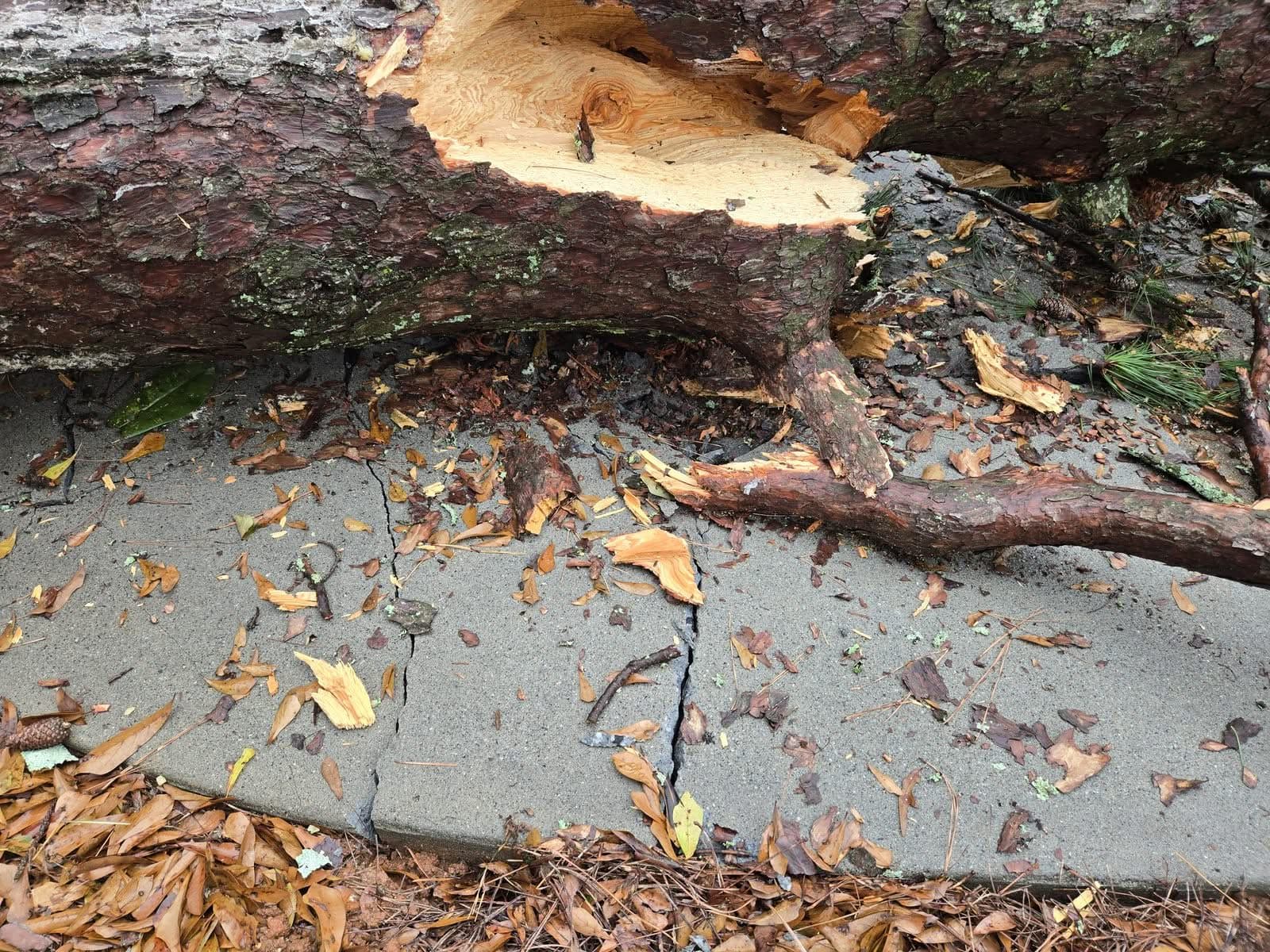 Splintered pine trunk lying across a cracked concrete walkway