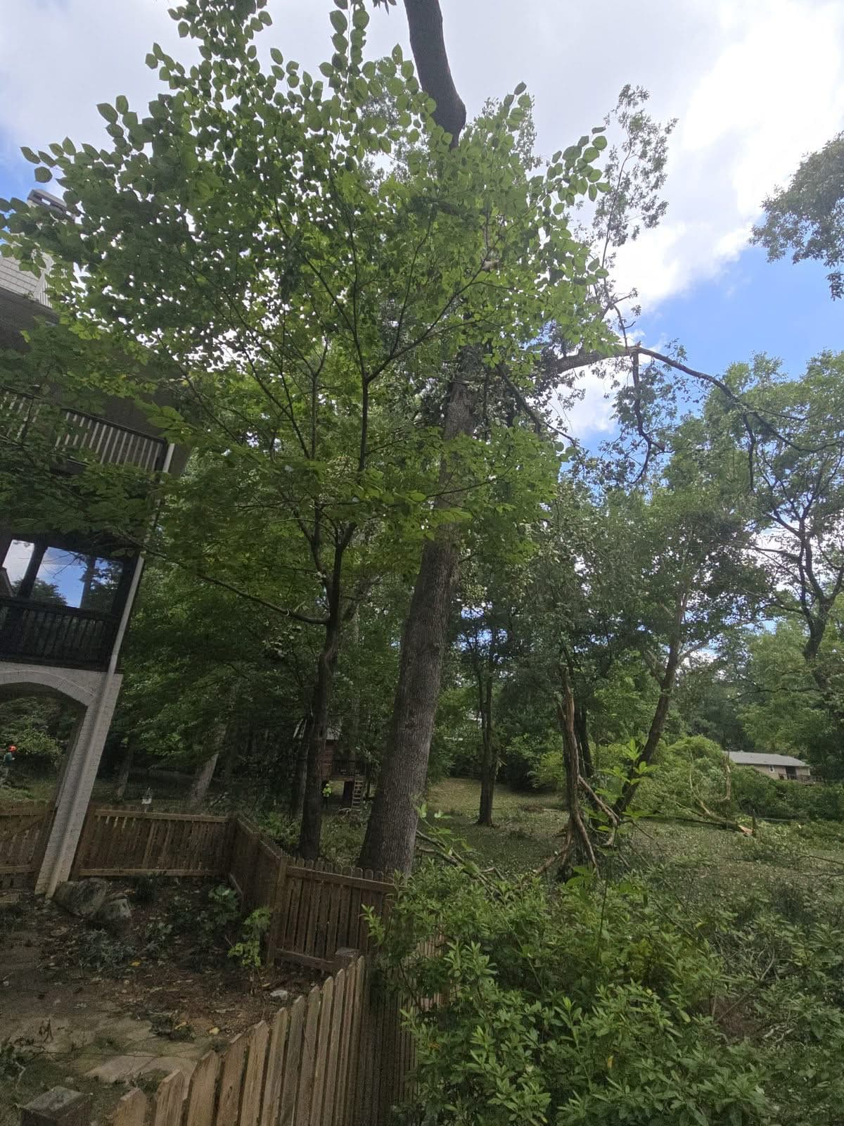 Storm-broken tree limb hanging high above a backyard fence line