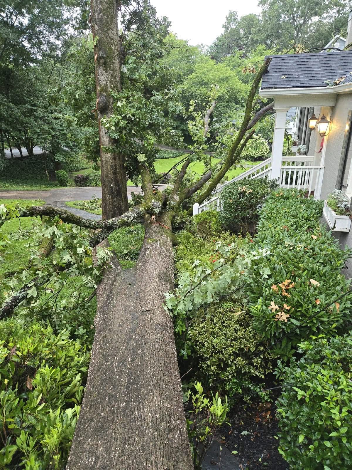 Large fallen oak trunk lying across a home's front walkway and shrubs
