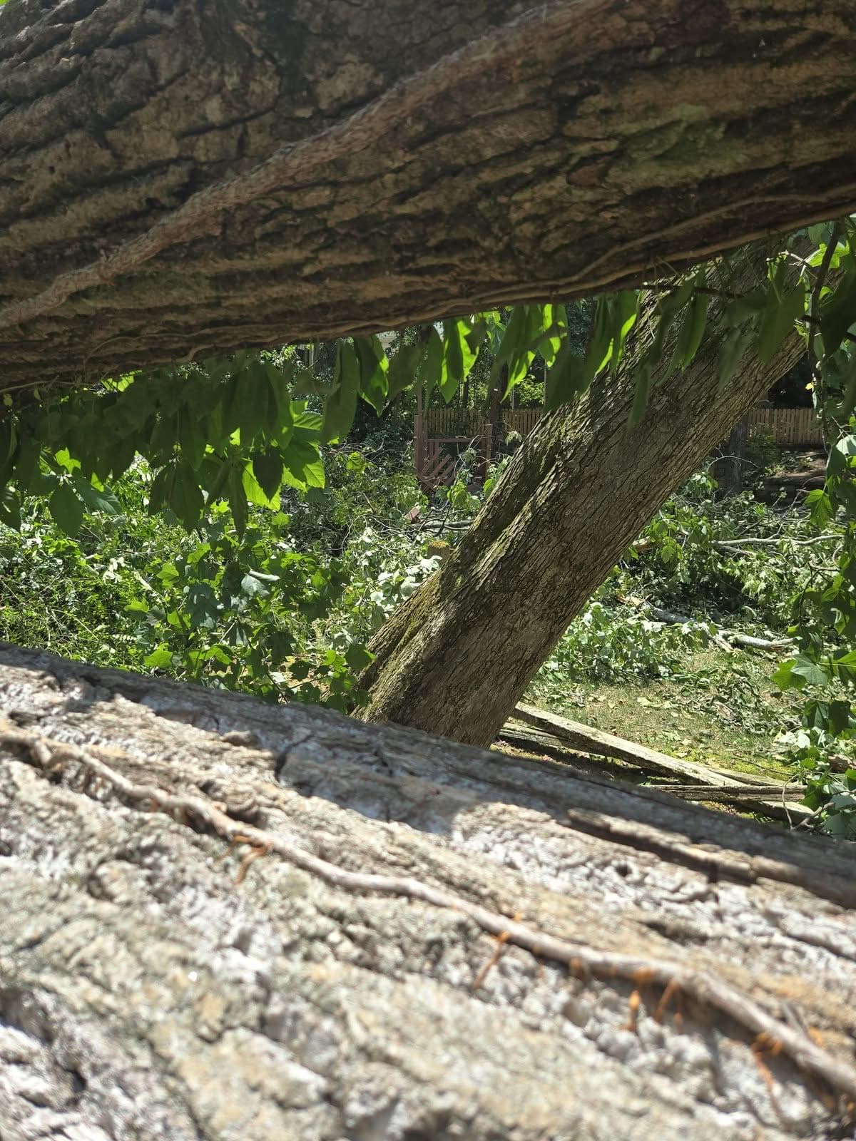Close-up of a large fallen tree trunk resting over a backyard fence