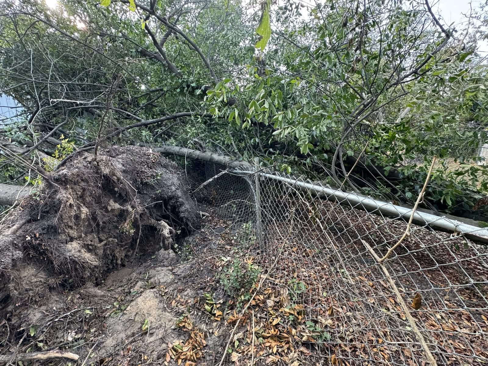 Uprooted tree rootball fallen onto a chain-link fence
