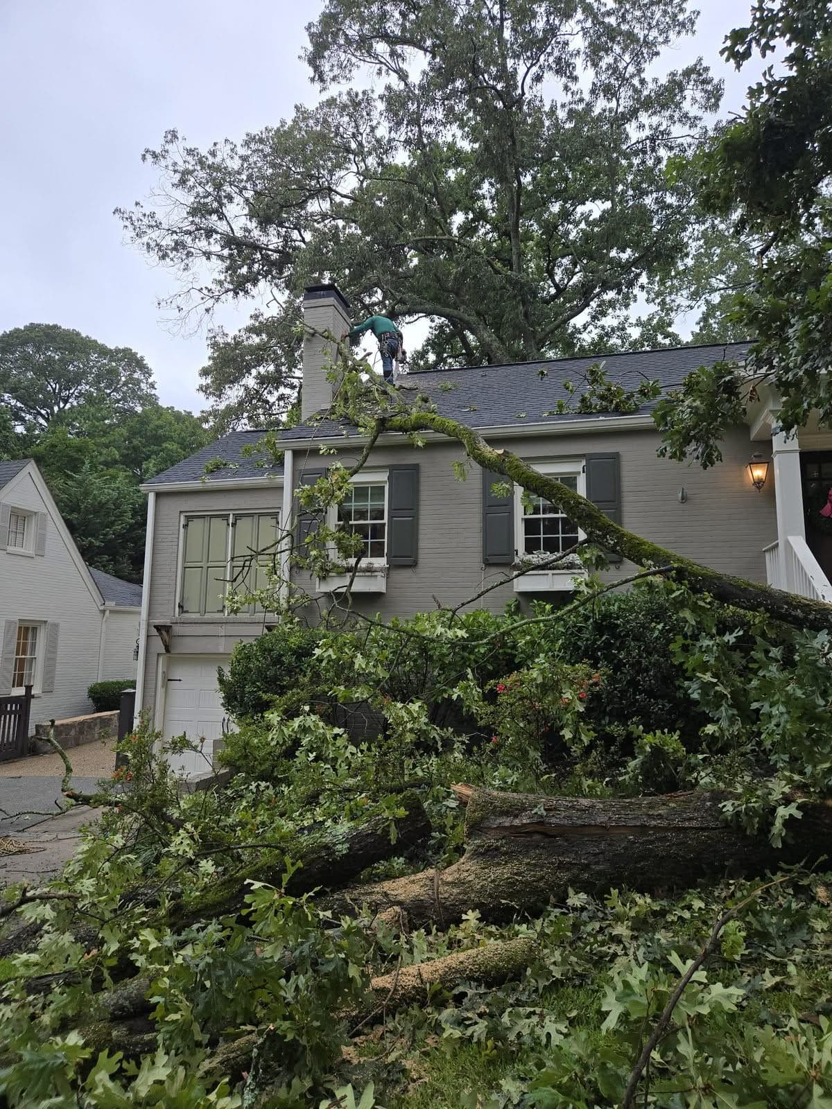 Fallen oak limbs lying across a house roofline while a climber works above the chimney