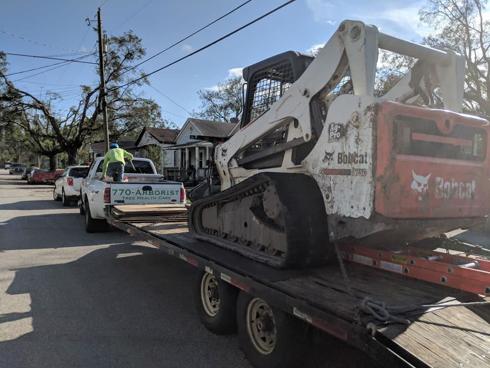 bobcat1