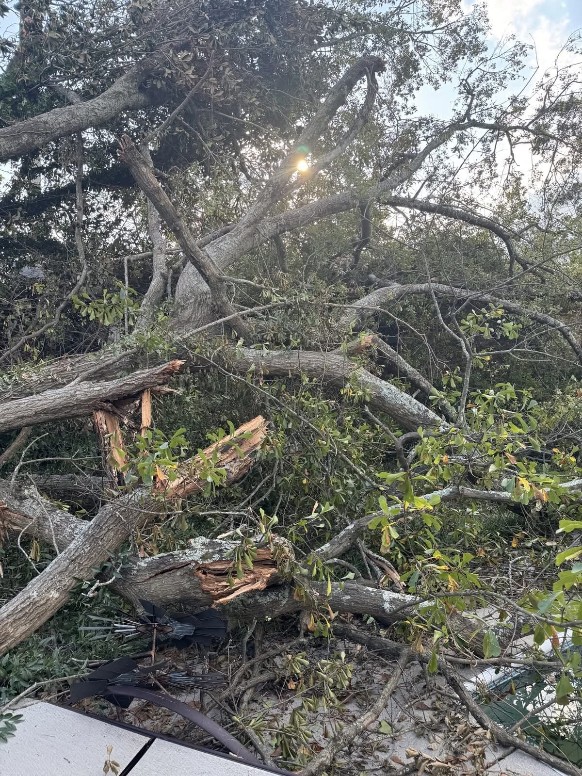 Fallen oak crown with shattered limbs after storm damage, before removal