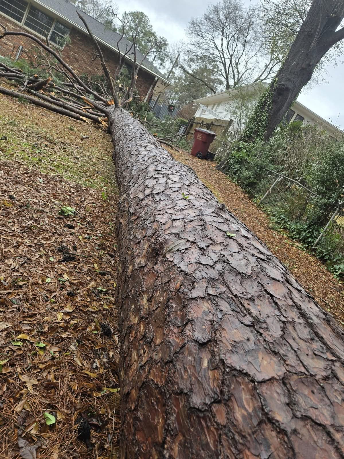 Full length of a fallen pine tree lying across a leaf-covered yard