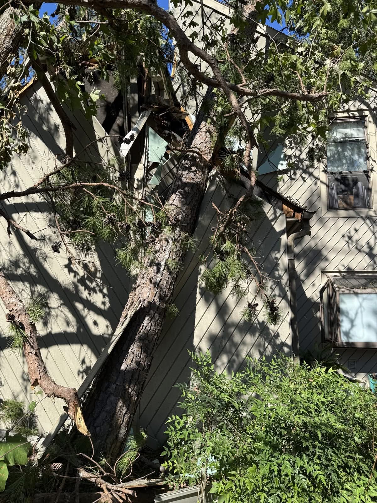 Close view of a storm-fallen pine pressed against a home's wall
