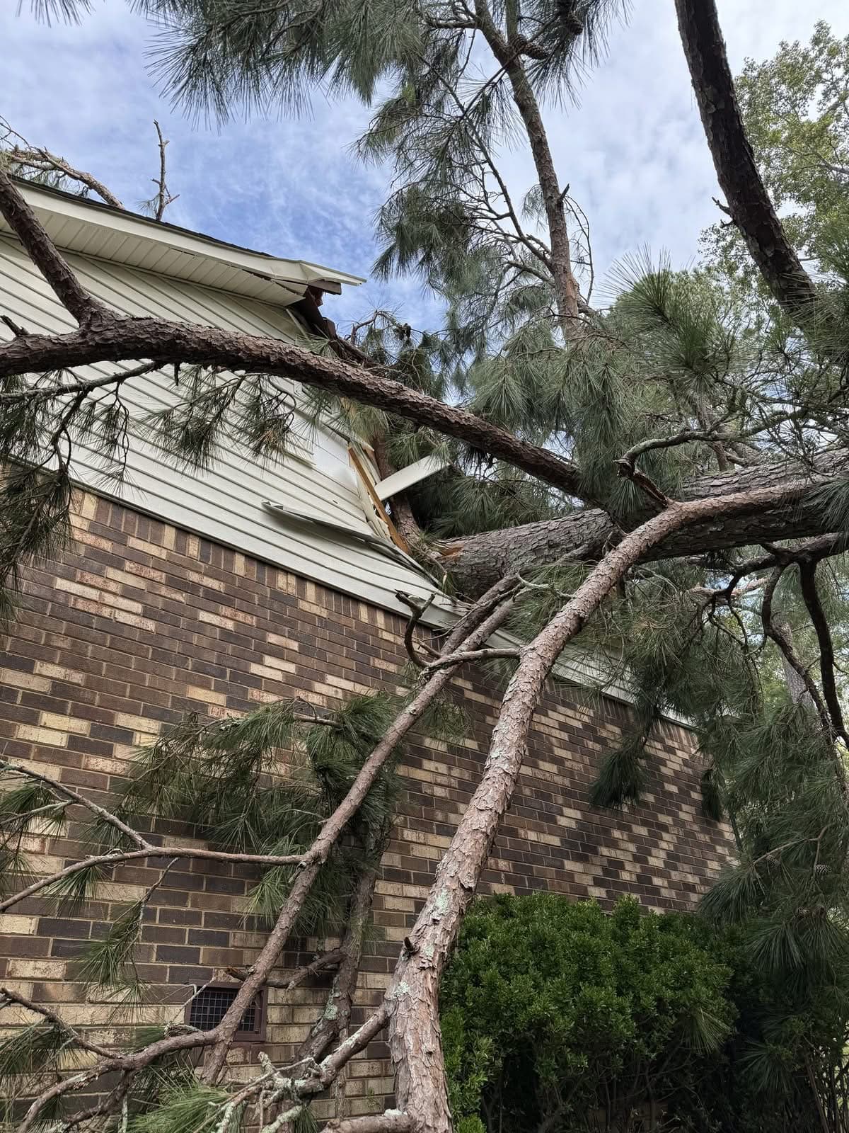 Pine fallen through the gable and siding of a brick house before removal