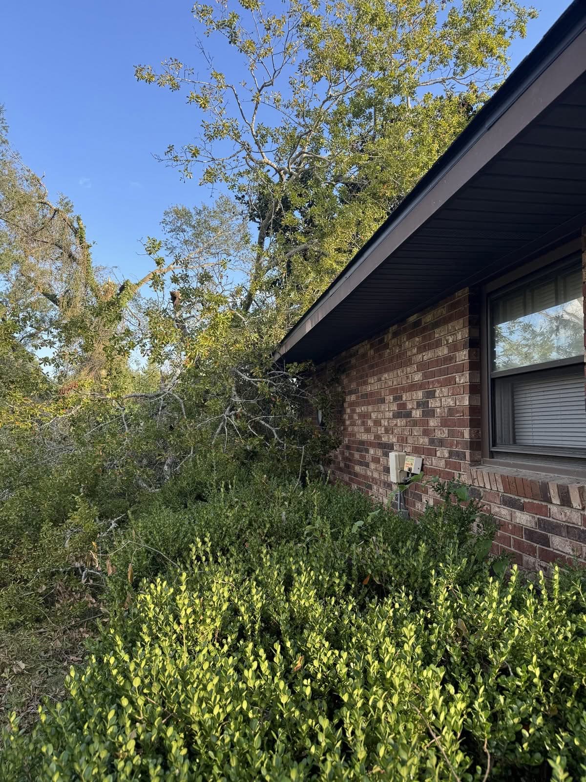 Storm-damaged oak limbs resting over a brick home's roofline before tree removal