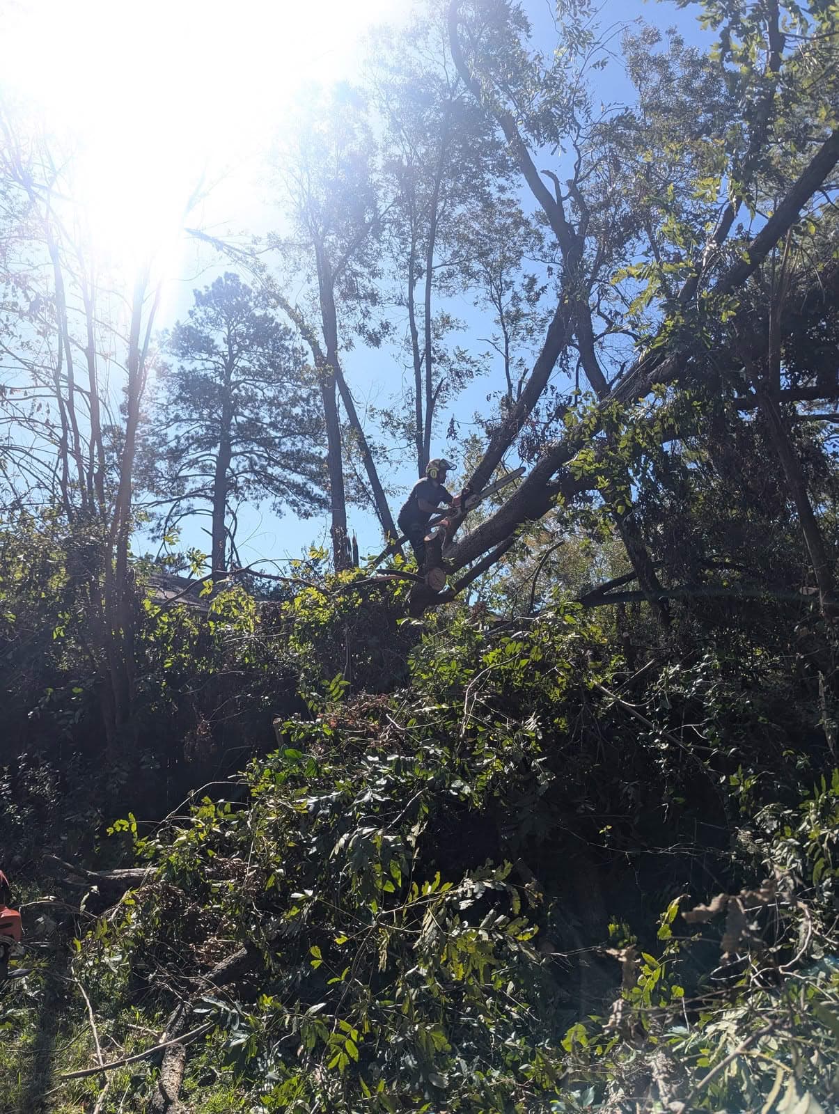 Tree worker with chainsaw standing in a storm-downed tree crown