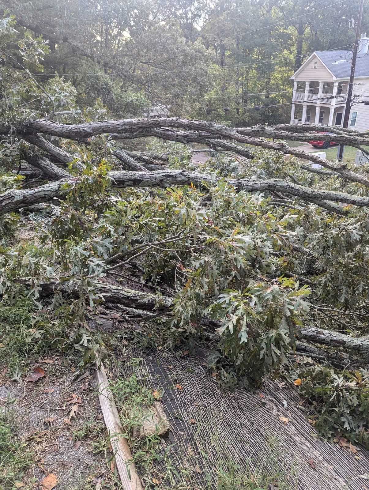 Massive downed oak trunk fallen full-length across a hillside slope