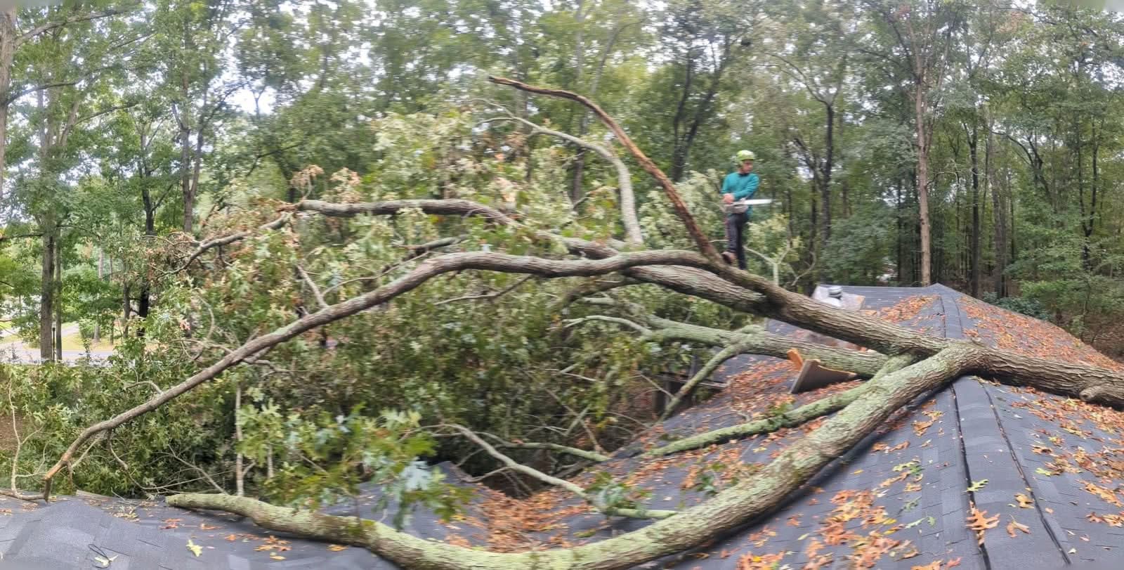 Large storm-fallen oak lying across the roofline of an Alpharetta GA home, climber assessing with chainsaw, September 2024
