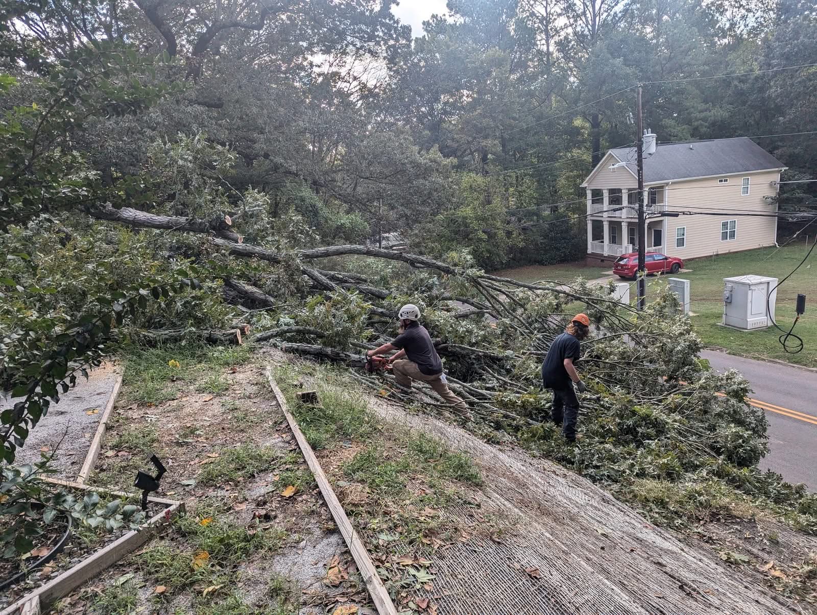 770 Arborist sawyers cutting a downed oak trunk into sections