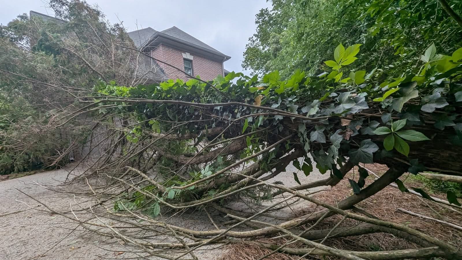 Fallen cedar tree covered in ivy blocking a residential driveway