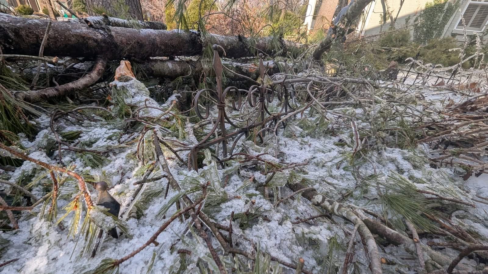 Fallen pine trunk lying across a low wrought-iron garden border, ice-crusted pine boughs covering the ground
