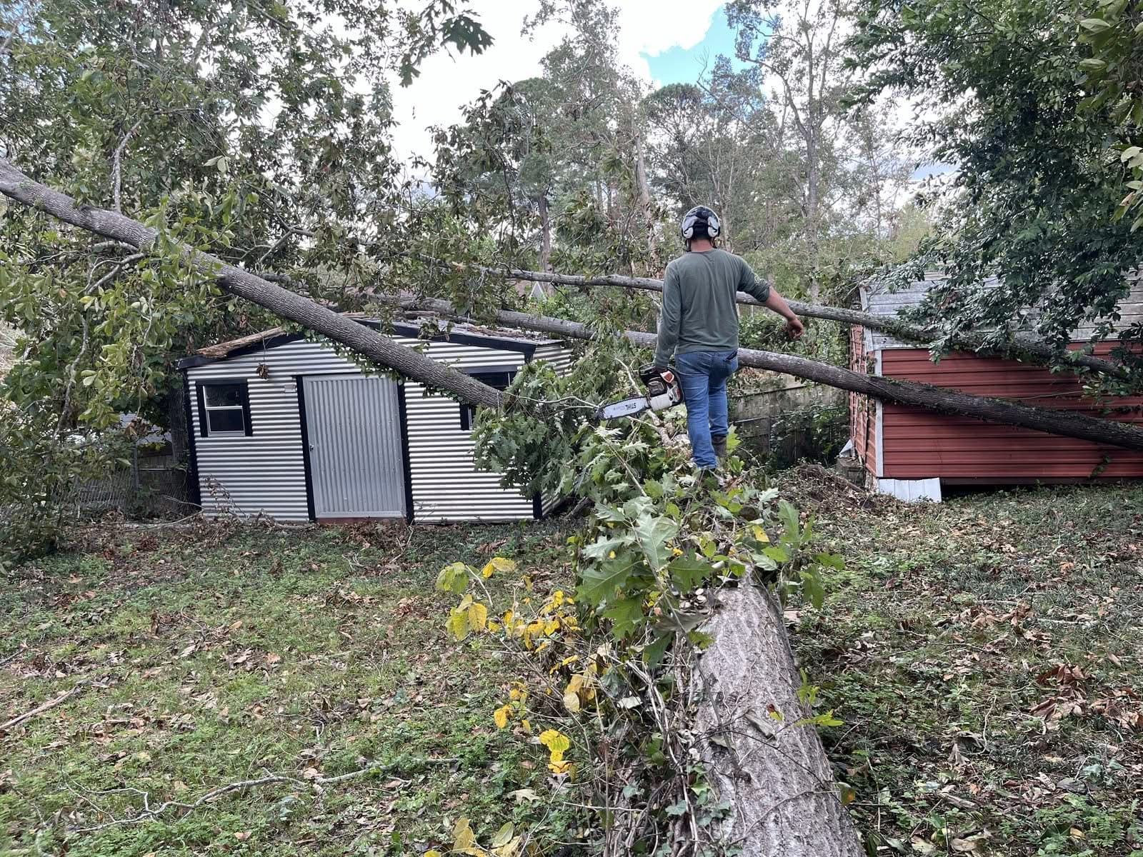 Sawyer standing on a fallen tree trunk beside a shed during storm cleanup