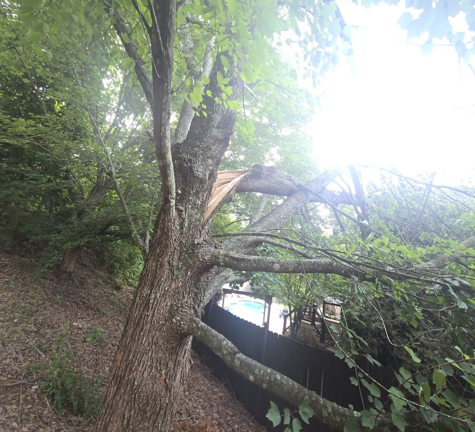 Storm-split hardwood trunk hanging over a backyard pool fence in Smyrna GA, June 2025