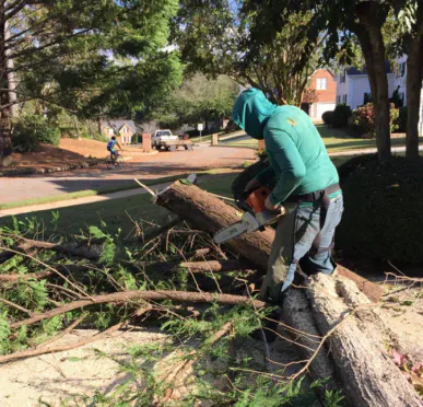 770 Arborist what clients say