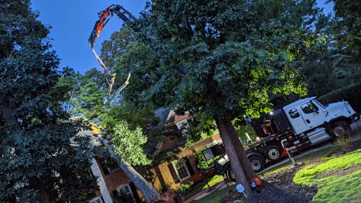 tree trimming cost